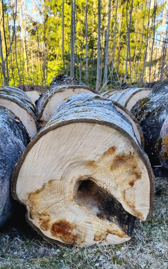 käpytikan työn tulos